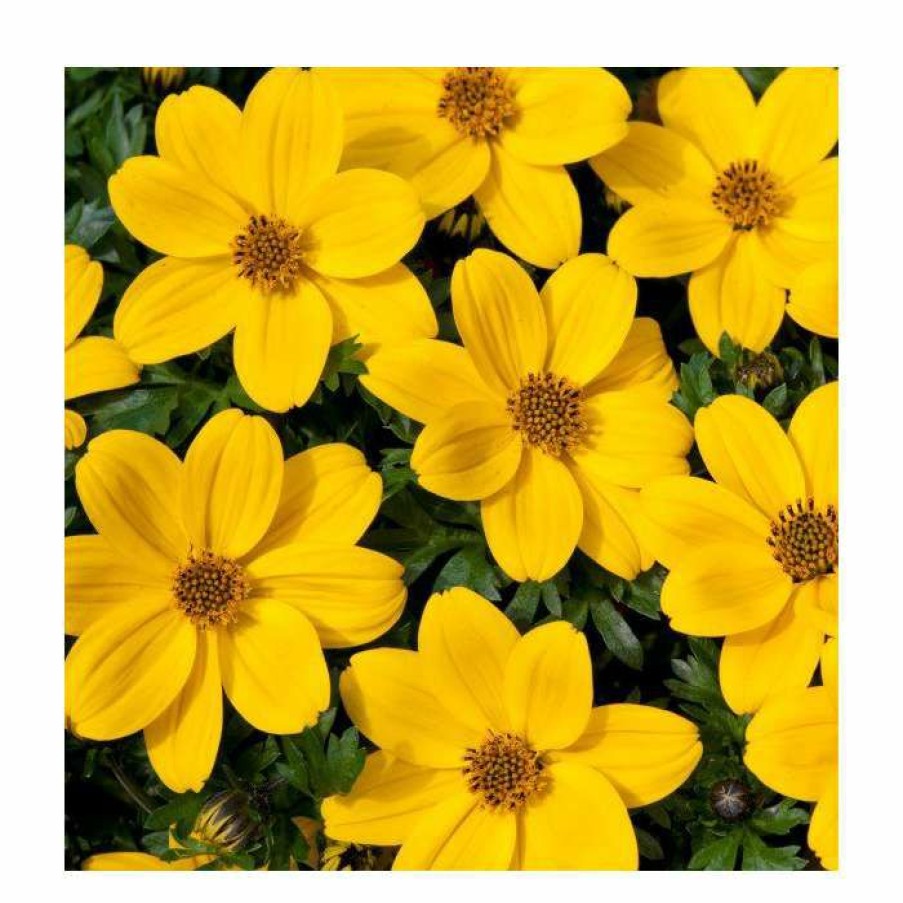 Bedding Plants * | Bidens 'Golden Glory' | Bedding | Pack Of 5 Large Plug Plants