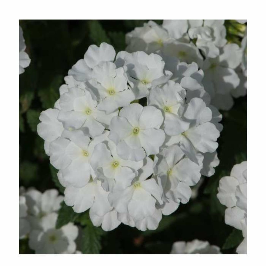 Bedding Plants * | Verbena Showboat 'White' | Bedding | 5 X Large Plugs