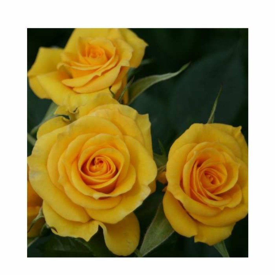 Ornamental Shrubs * | Flower Power Gold' Patio Rose 5.5L Pot