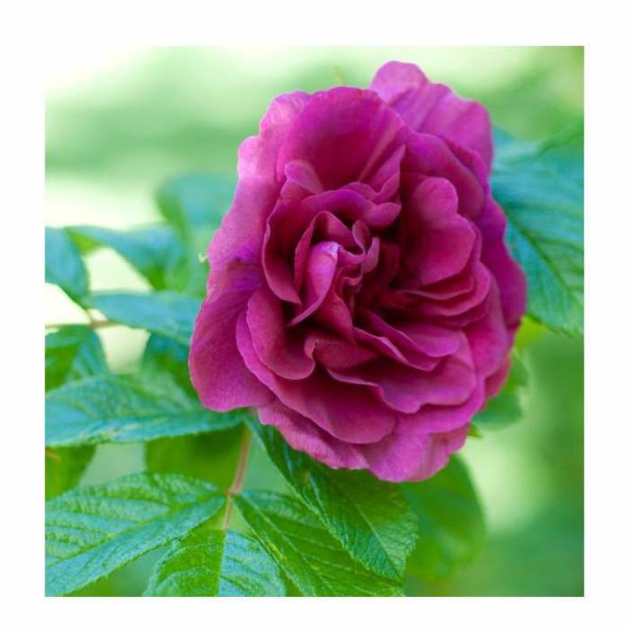 Ornamental Shrubs * | 15 20Cm Rosa Rugosa 'Hansa' | 9Cm Pot