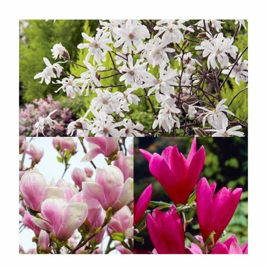 Ornamental Shrubs * | Magnolia Tree Collection | Stellata, Susan & Soulangeana