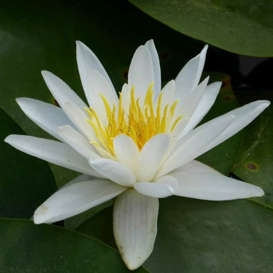 Pond Plants * | Nymphaea 'Alba' | Water Lily