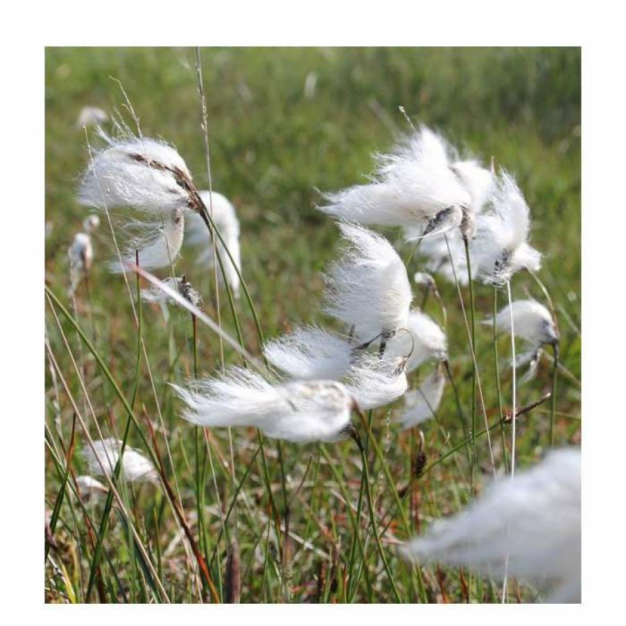 Pond Plants * | 1L Common Cotton Grass Eriophorum Angustifolium