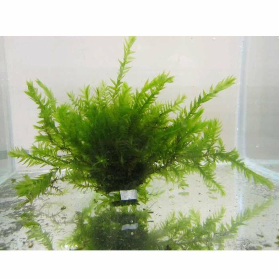 Pond Plants * | 5 Bunches Of Water Moss Fontinalis Antipyretica (Oxygenating)