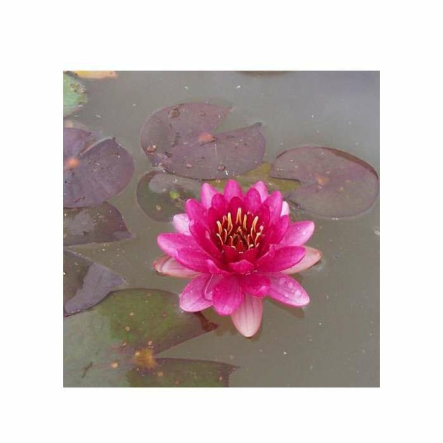 Pond Plants * | Nymphaea 'Perry'S Baby Red' | Water Lily