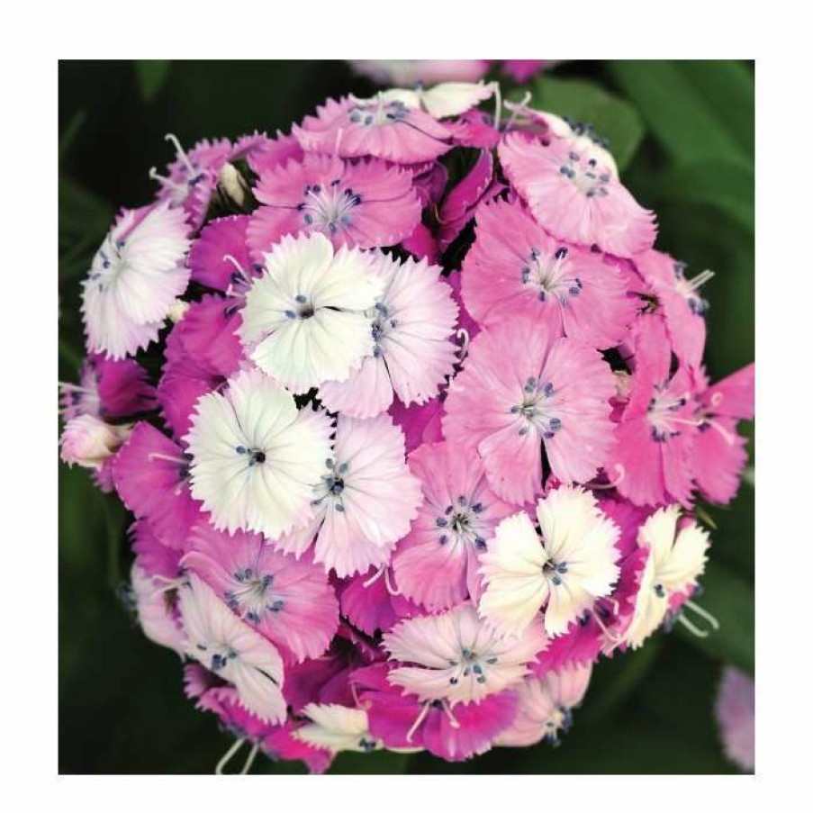 Perennial Plants * | Dianthus Barbatus 'Dash F1 Magician' | 10.5Cm Pot