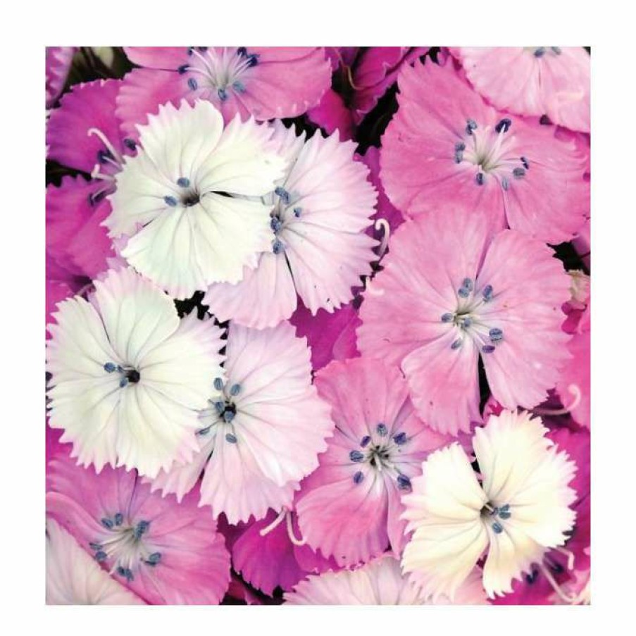 Perennial Plants * | Dianthus Barbatus 'Dash F1 Magician' | 10.5Cm Pot