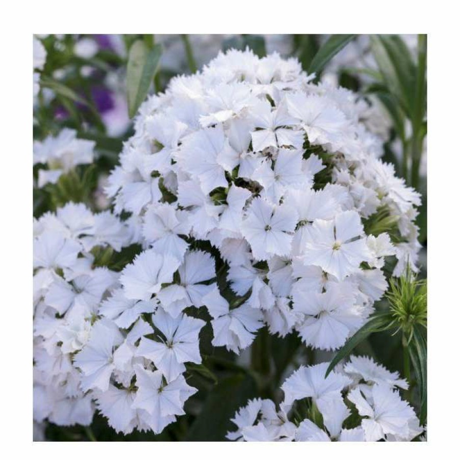 Perennial Plants * | Dianthus Barbatus 'Dash F1 White' | 10.5Cm Pot