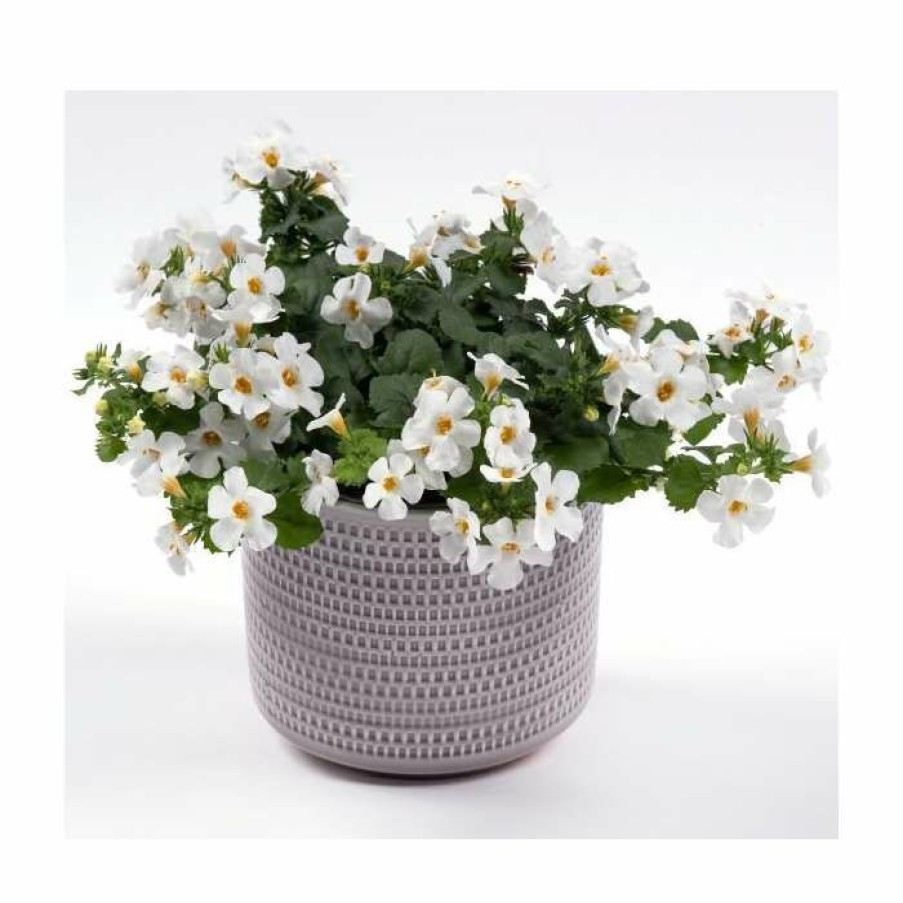 Bedding Plants * | Bacopa Yakima 'Giga White' | 9Cm Pot