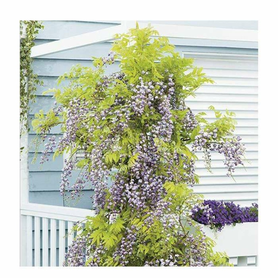 Ornamental Shrubs * | 2-3Ft Wisteria Floribunda 'Black Dragon' | 'Kokuryu' | 3L Pot