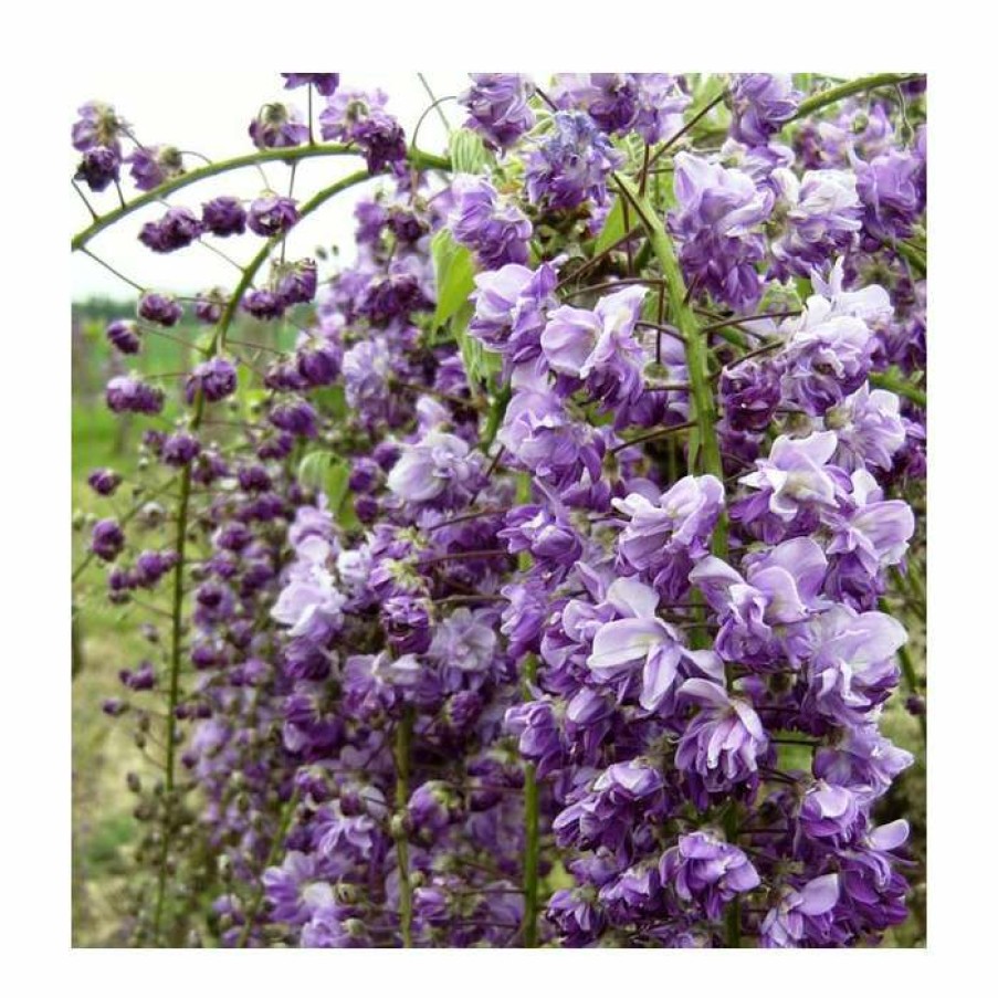 Ornamental Shrubs * | 2-3Ft Wisteria Floribunda 'Black Dragon' | 'Kokuryu' | 3L Pot