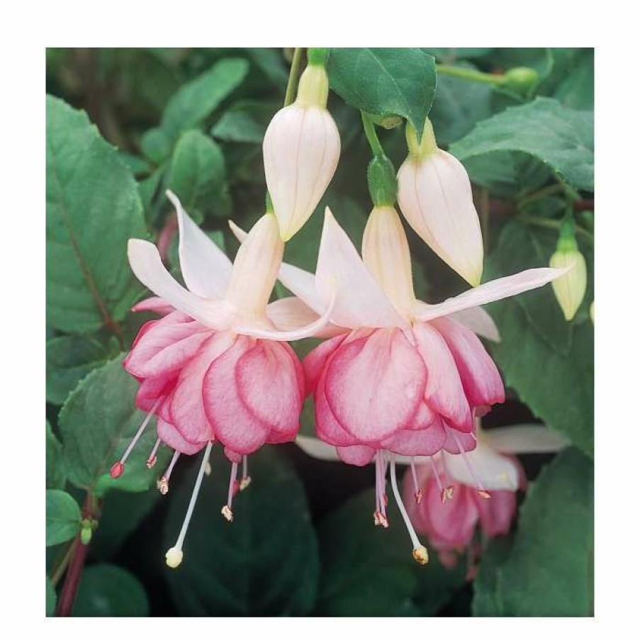 Bedding Plants * | Trailing Fuchsia 'Kit Oxtaby' | Southern Belle |Pack Of 5 Plug Plants