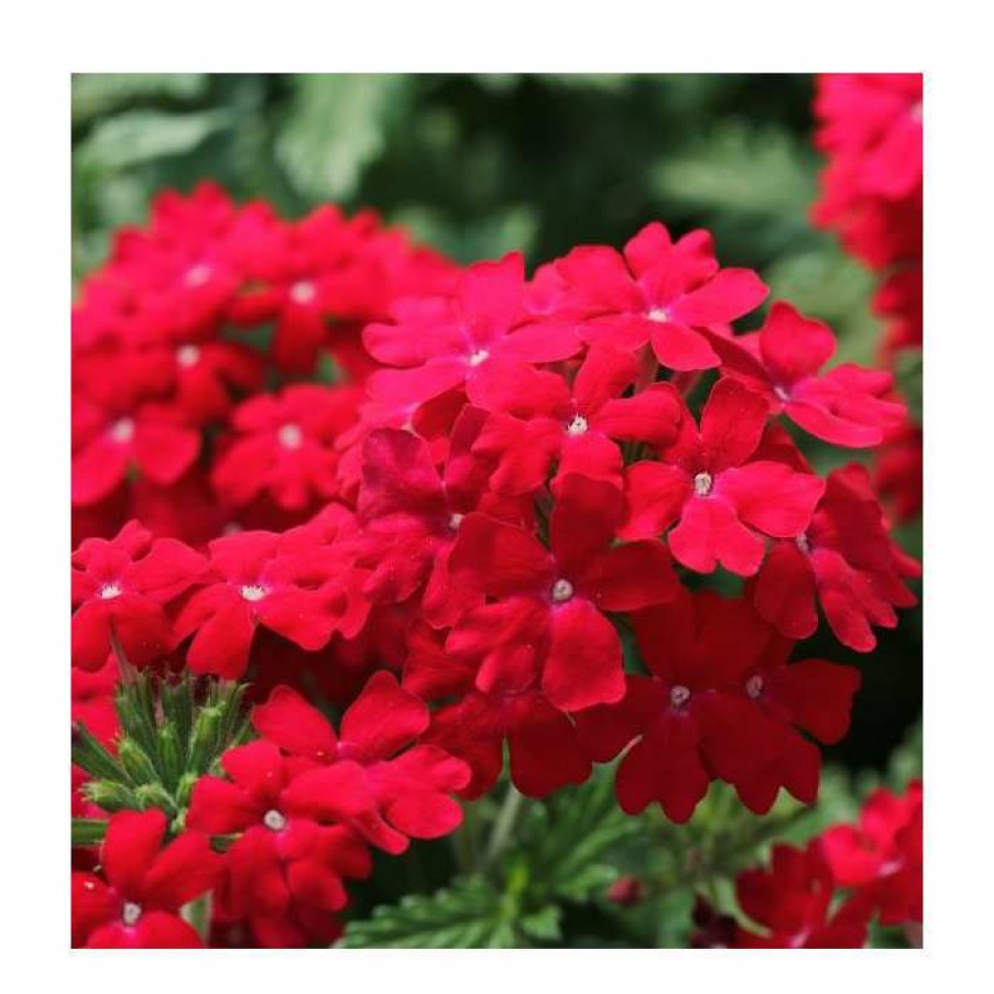 Perennial Plants * | Verbena Vera 'Dark Red' | 9Cm Pot