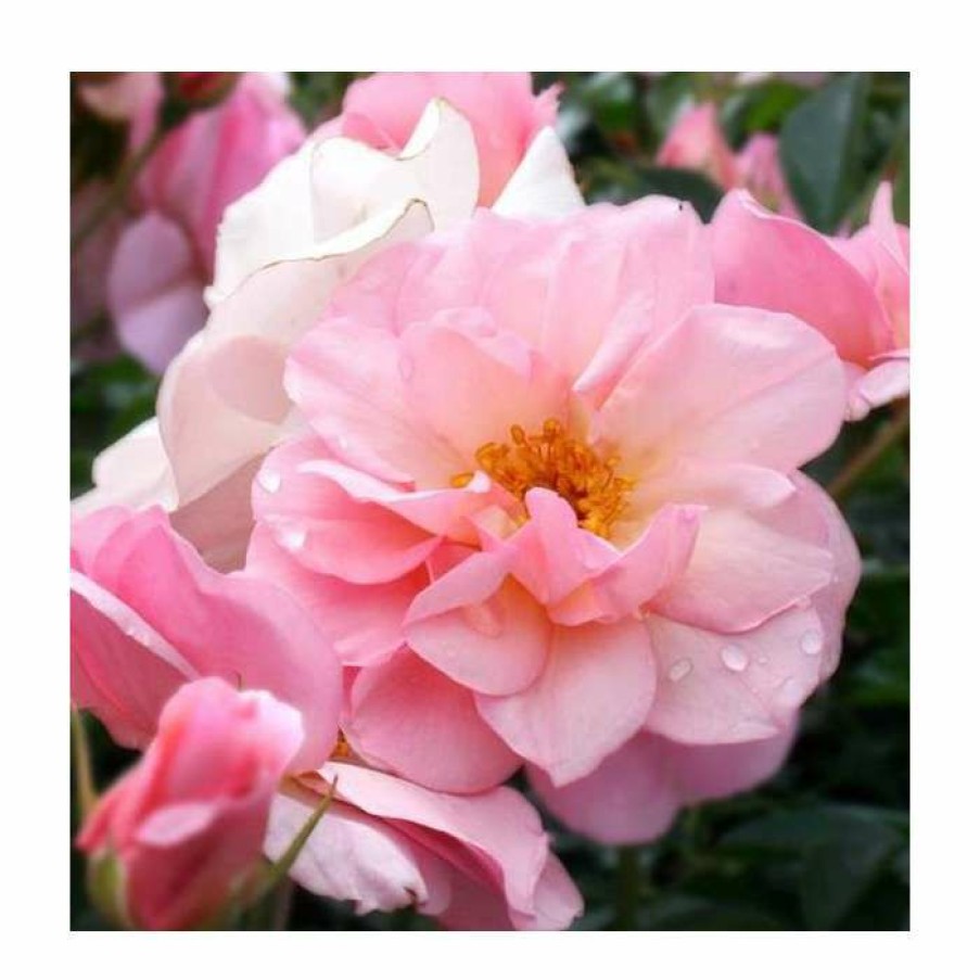 Rose Bushes * | Happy Retirement | Floribunda Rose