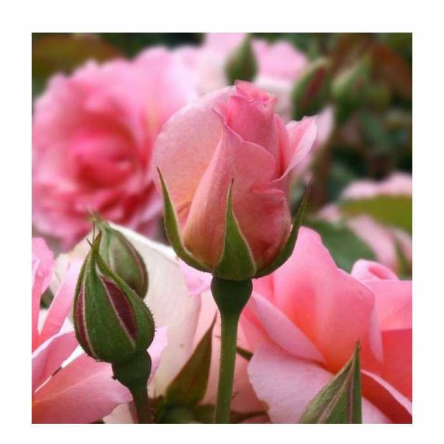 Rose Bushes * | Happy Retirement | Floribunda Rose