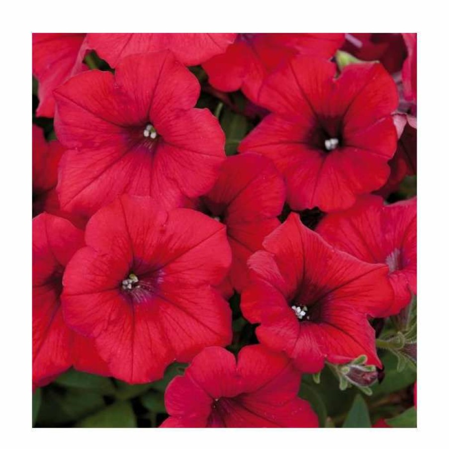 Bedding Plants * | Petunia Surfinia 'Deep Red' | Bedding | 5 X Large Plugs