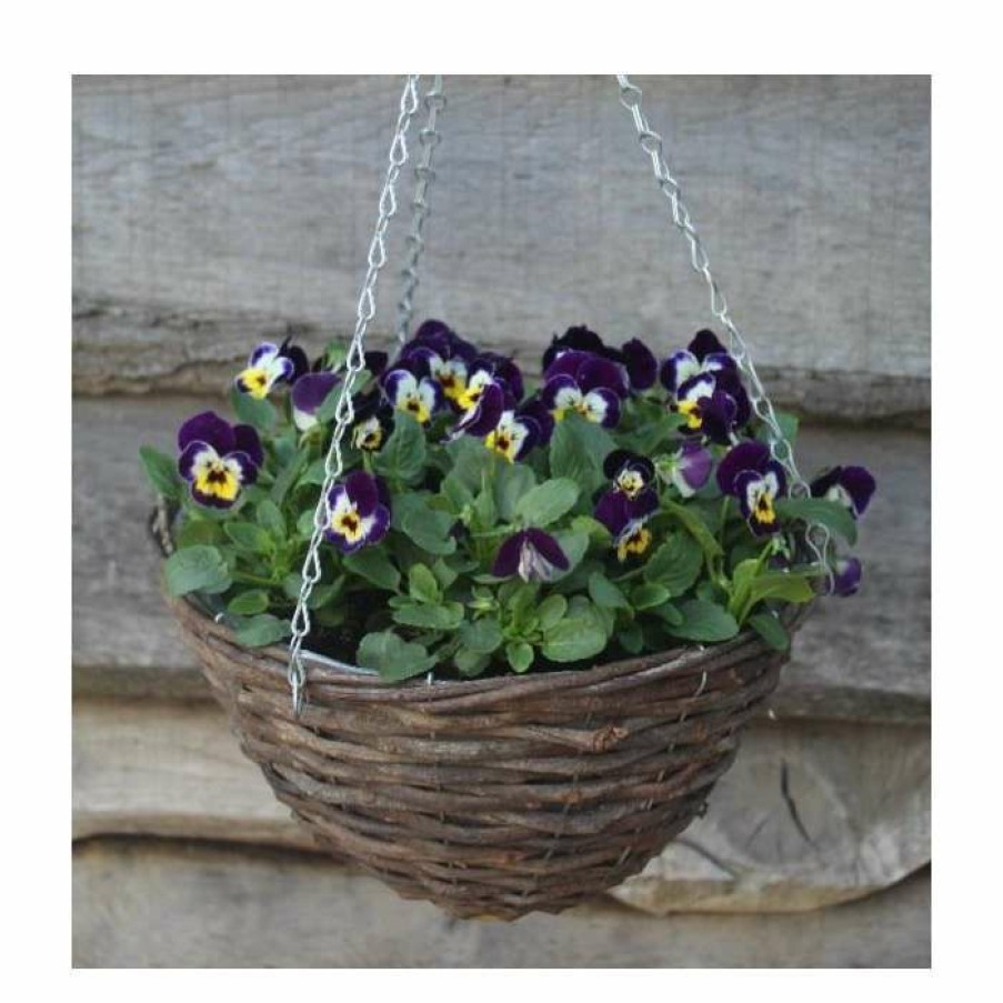 Bedding Plants * | Viola 'Jolly Face Petite' | 30Cm Rattan Hanging Basket