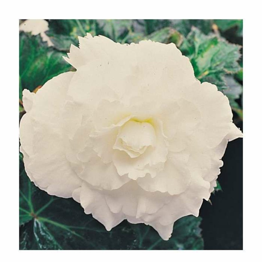 Bedding Plants * | Begonia 'Nonstop White' | Perennials | Pack Of 5 Large Premium Plug Plants