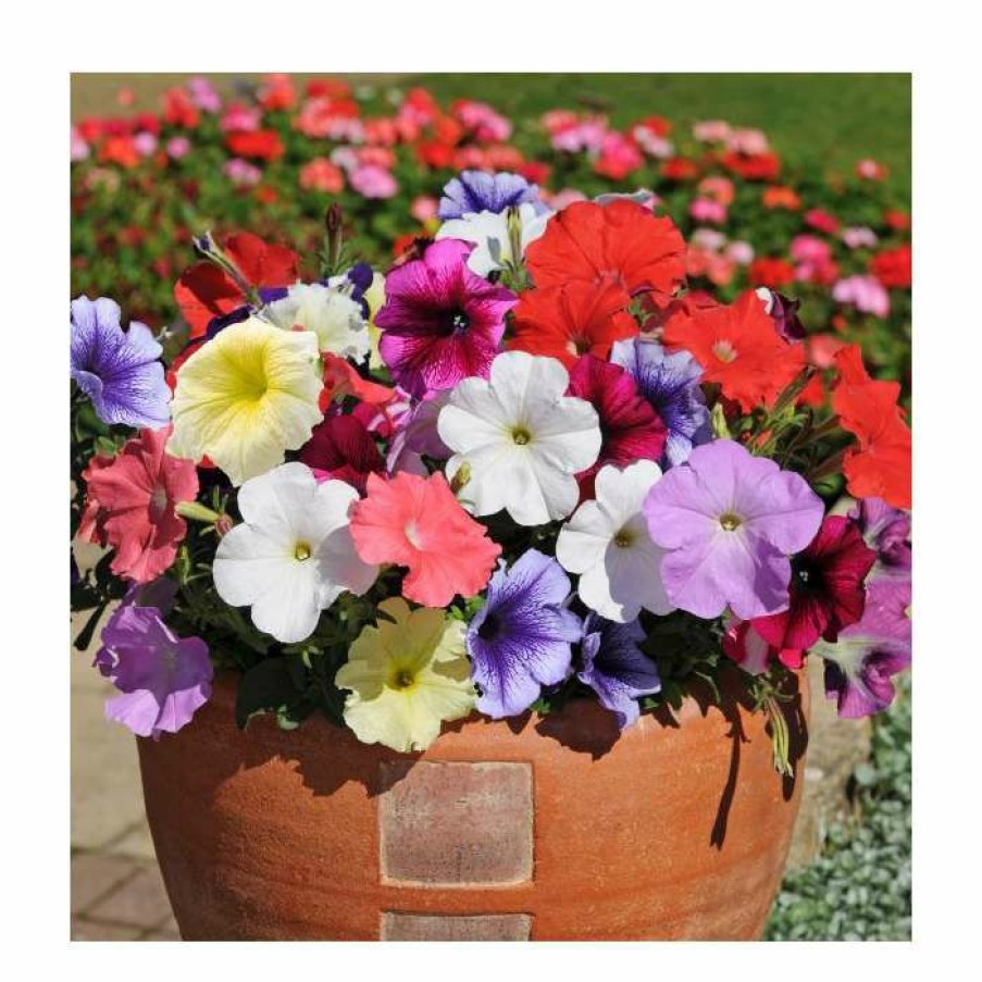 Bedding Plants * | Petunia 'Frenzy' Mix | 20 Pack | Garden Ready Bedding