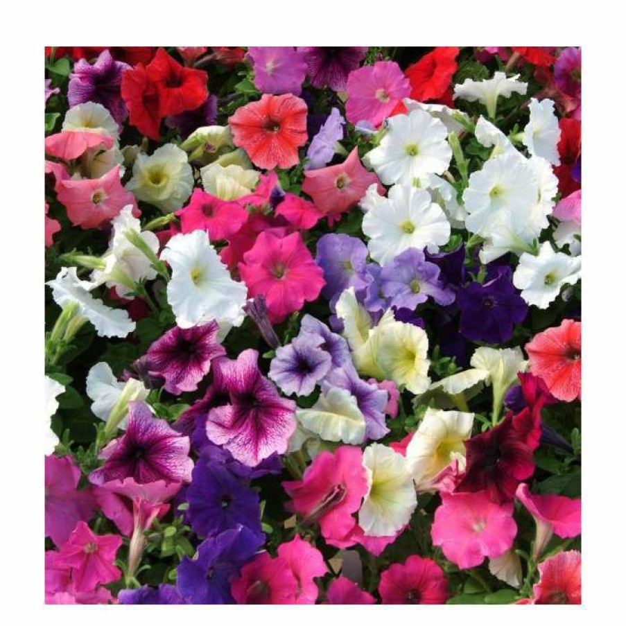 Bedding Plants * | Petunia 'Frenzy' Mix | 20 Pack | Garden Ready Bedding