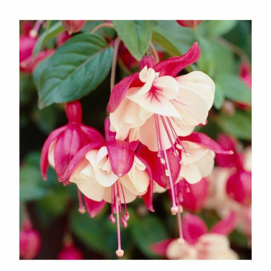 Bedding Plants * | Fuchsia 'Swingtime' | 10.5Cm Pot