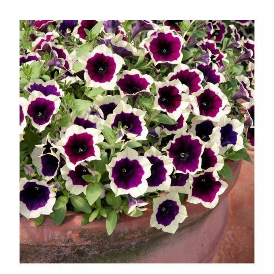 Bedding Plants * | Petunia Cascadia 'Rim Magenta' | Bedding | 5 X Large Plugs