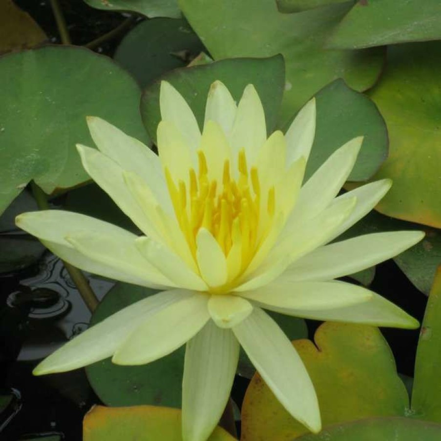 Pond Plants * | Large Water Lily 'Colonel A.J. Welch' Nymphaea 'Colonel A.J. Welch' 3L Pot