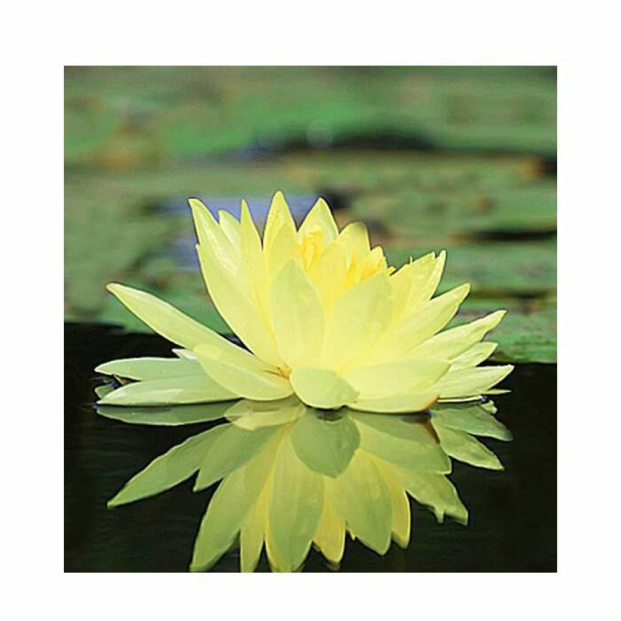 Pond Plants * | Large Water Lily 'Colonel A.J. Welch' Nymphaea 'Colonel A.J. Welch' 3L Pot