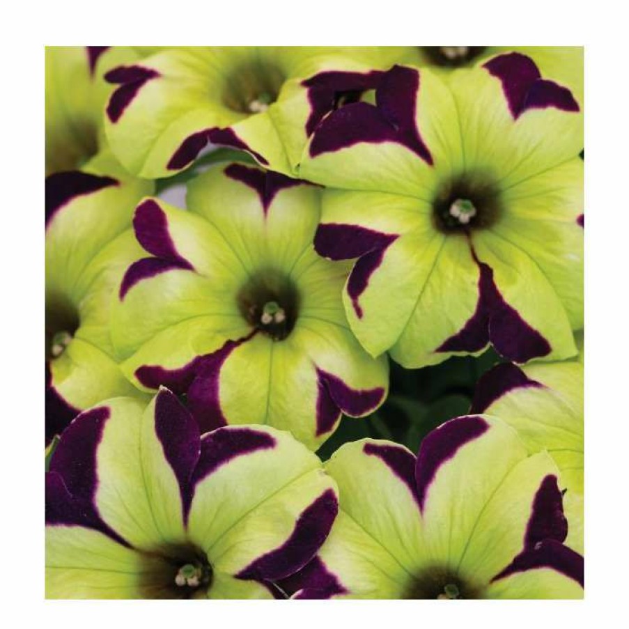 Bedding Plants * | Petunia Crazytunia 'Knight Rider' | 9Cm Pot