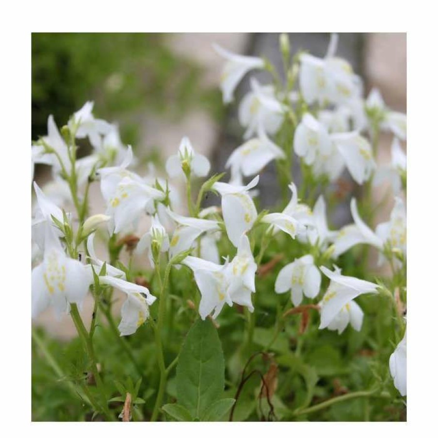 Pond Plants * | White Mazus | Mazus Reptans 'Alba'