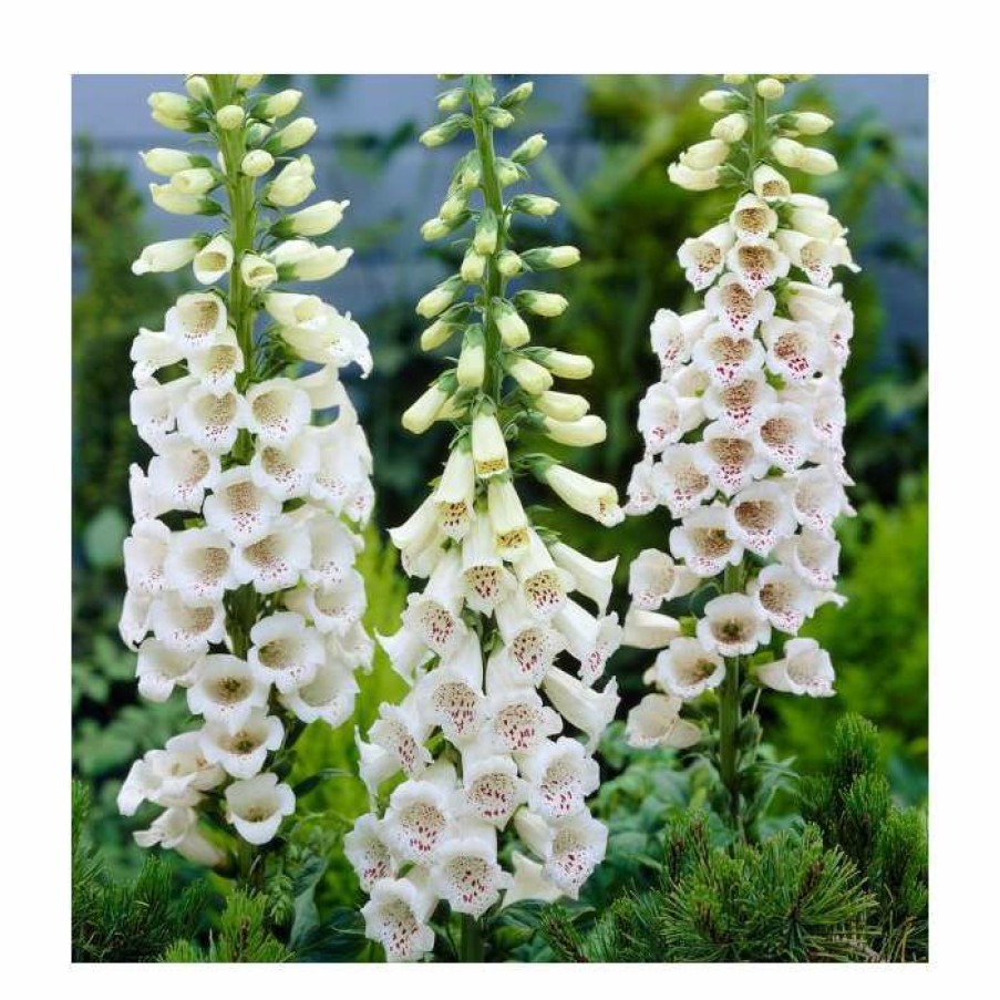 Perennial Plants * | Digitalis Purpurea 'Alba' | 2L Pot