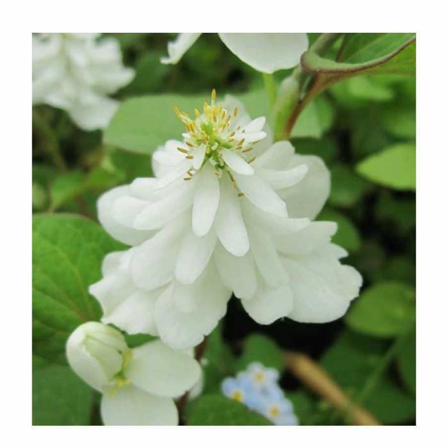 Pond Plants * | Orange Peel Plant | Houttuynia Cordata 'Plena'