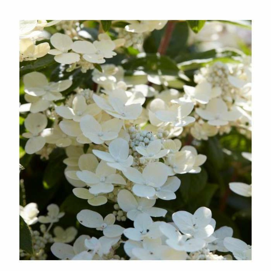 Ornamental Shrubs * | 10 15Cm Hydrangea Paniculata 'Polestar' (R) | 9Cm Pot