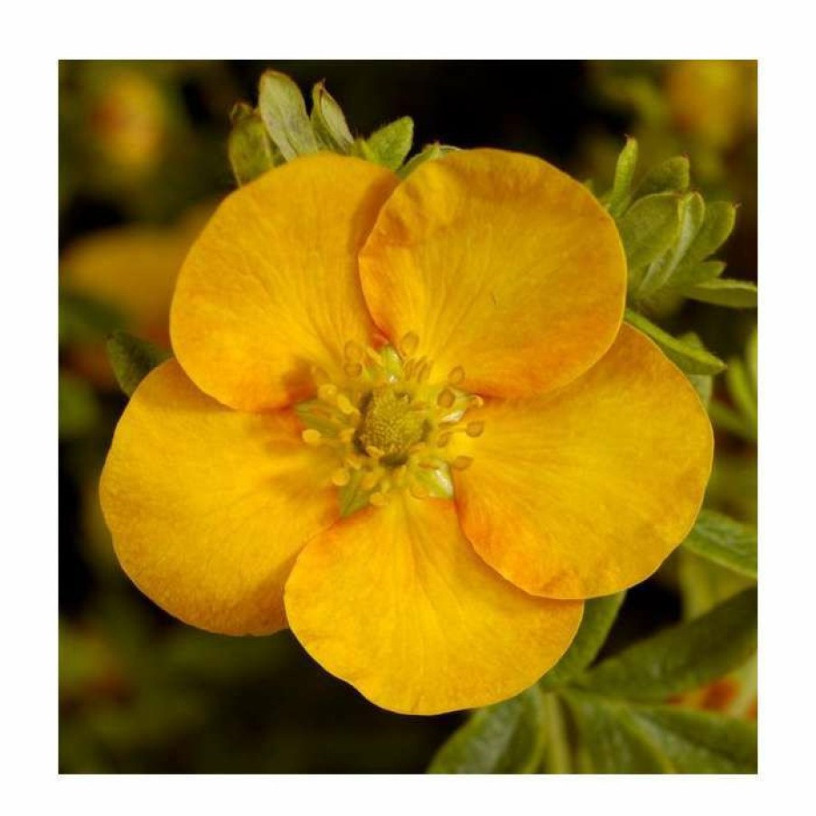 Ornamental Shrubs * | 10 15Cm Potentilla Fruticosa 'Solar'Issima' | 9Cm Pot