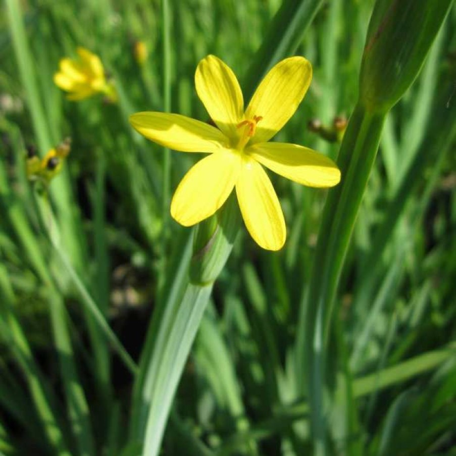 Pond Plants * | Golden Eye Grass | Sisyrinchium Californicum