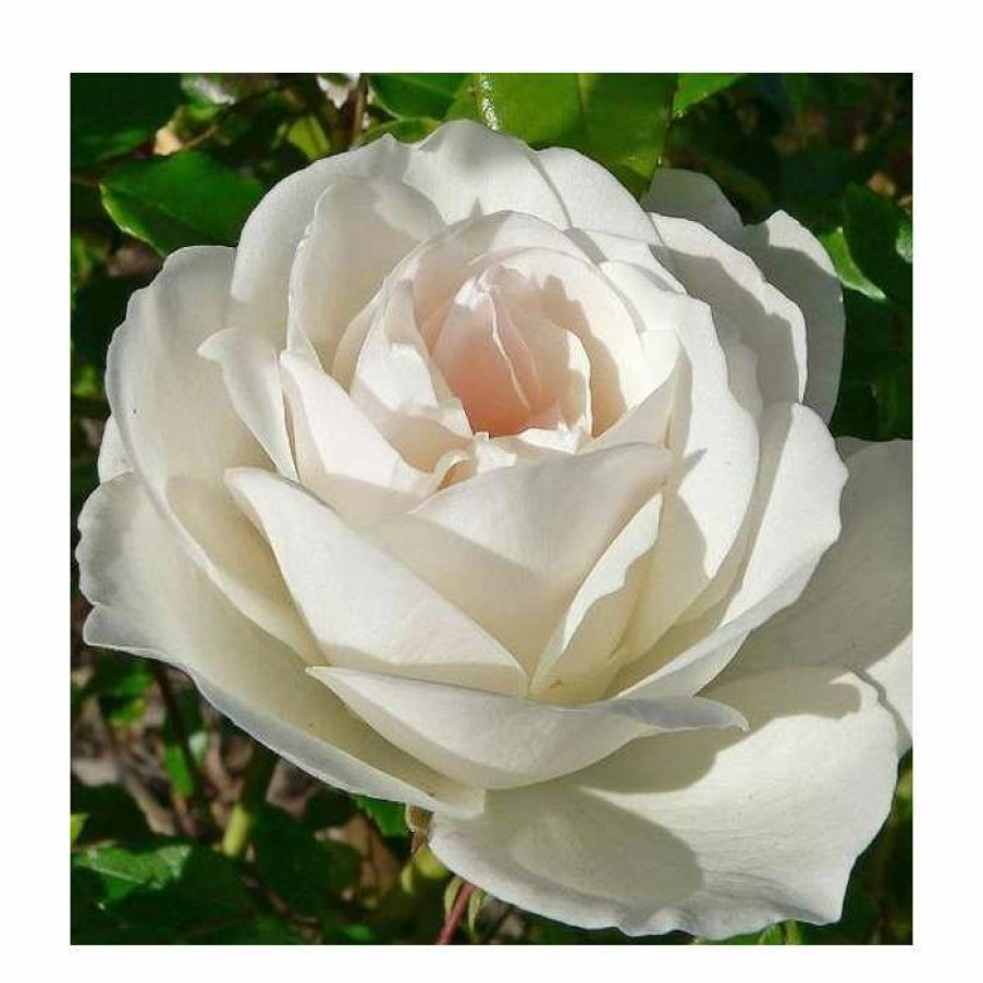 Rose Bushes * | Iceberg' Bush Rose 4L Pot