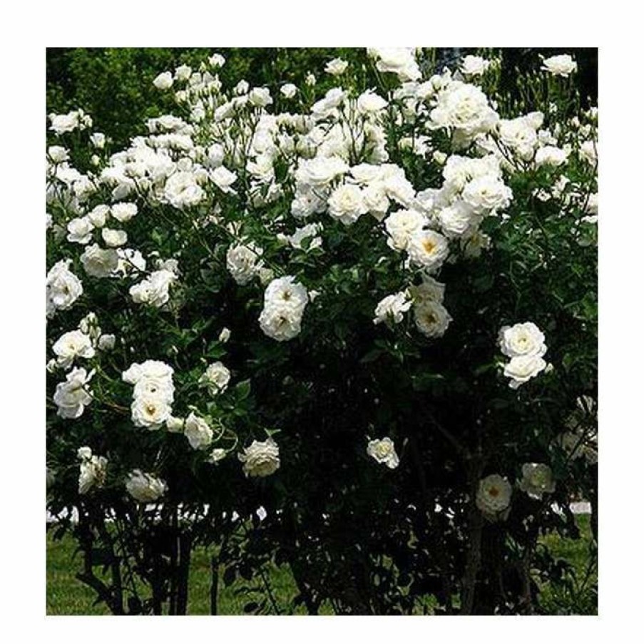 Rose Bushes * | Iceberg' Bush Rose 4L Pot