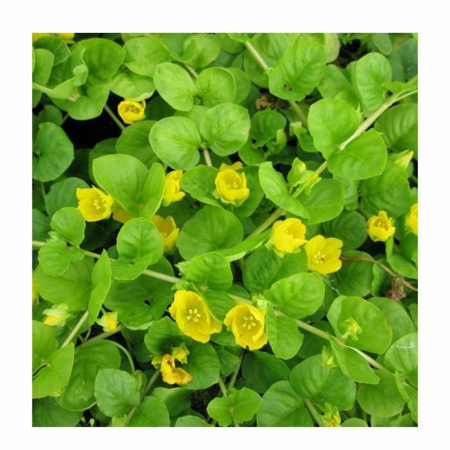 Pond Plants * | Creeping Jenny | Lysimachia Nummularia