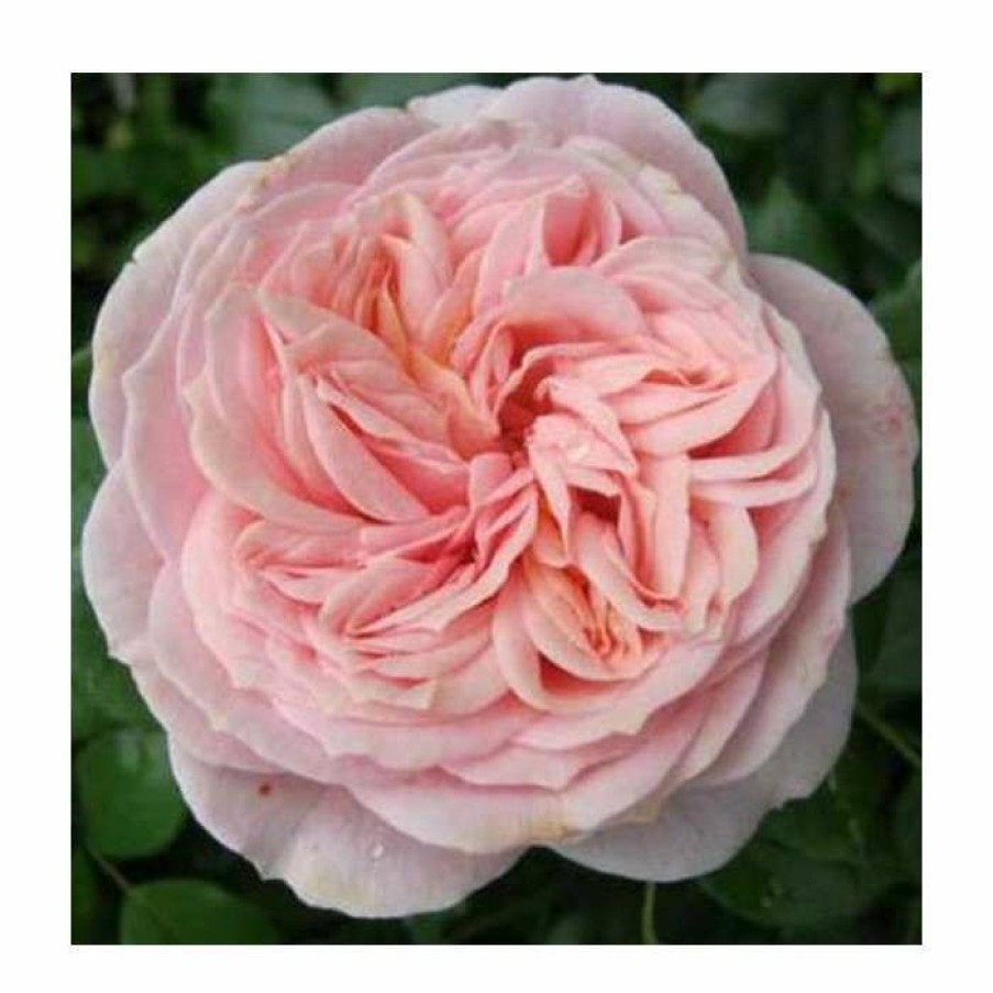 Rose Bushes * | Joie De Vivre' Bush Rose 5.5L Pot