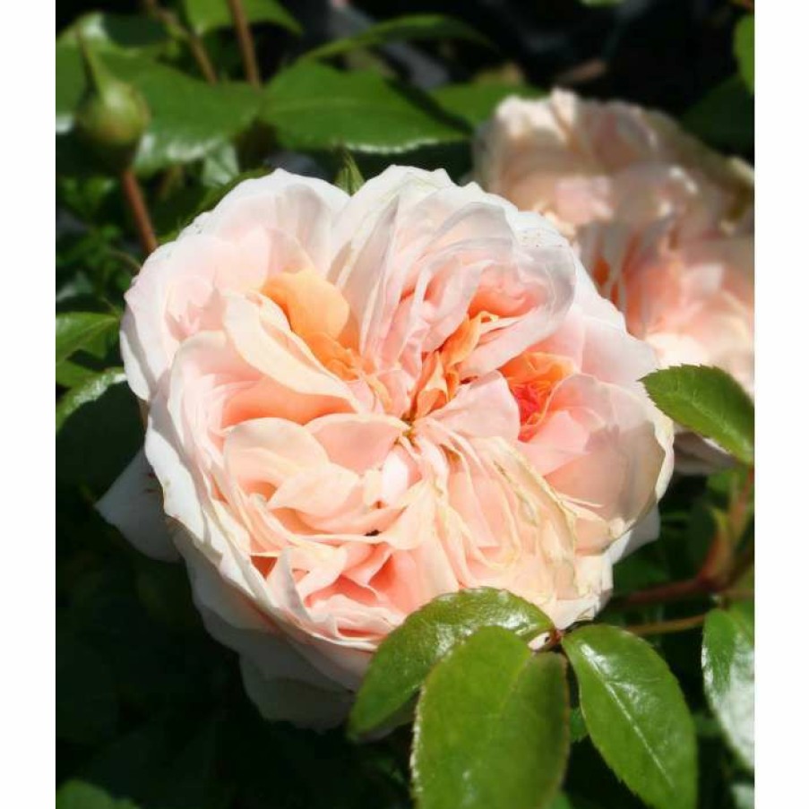 Rose Bushes * | Joie De Vivre' Bush Rose 5.5L Pot