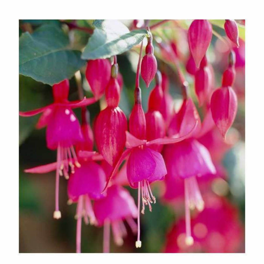 Bedding Plants * | Fuchsia 'Beacon' | 10.5Cm Pot