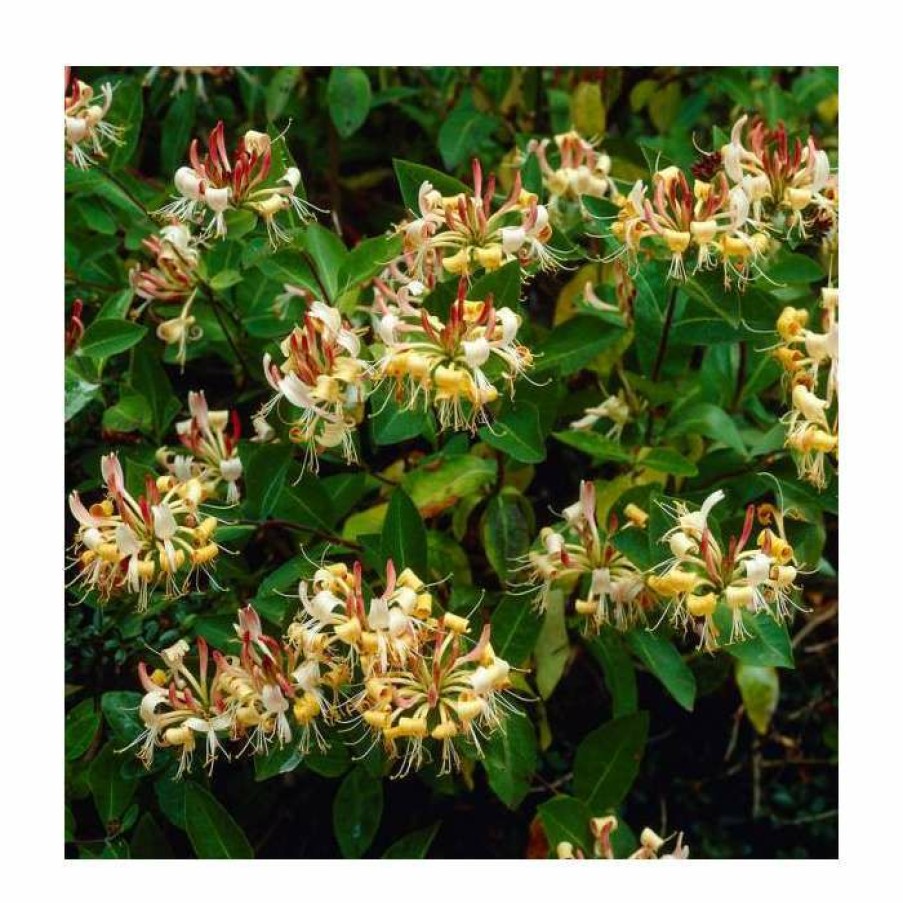 Climbing Plants * | 50-90Cm Lonicera Henryi 'Copper Beauty' | 3L Pot ...