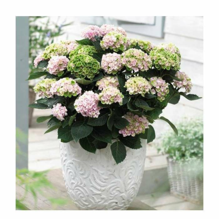 Ornamental Shrubs * | Hydrangea Magical Revolution 'Rose' | 5L Pot