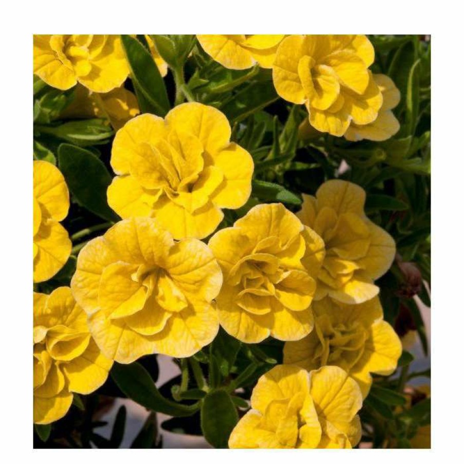 Bedding Plants * | Calibrachoa 'Can-Can Double Dark Yellow' | Bedding | Pack Of 5 Large Plug Plants