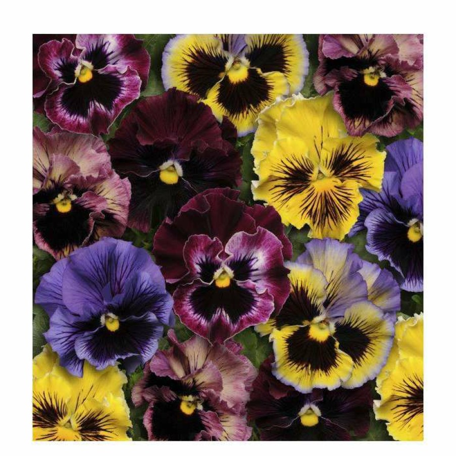 Bedding Plants * | Frizzle Sizzle' Pansy Mix | 3 X 10.5Cm Pots