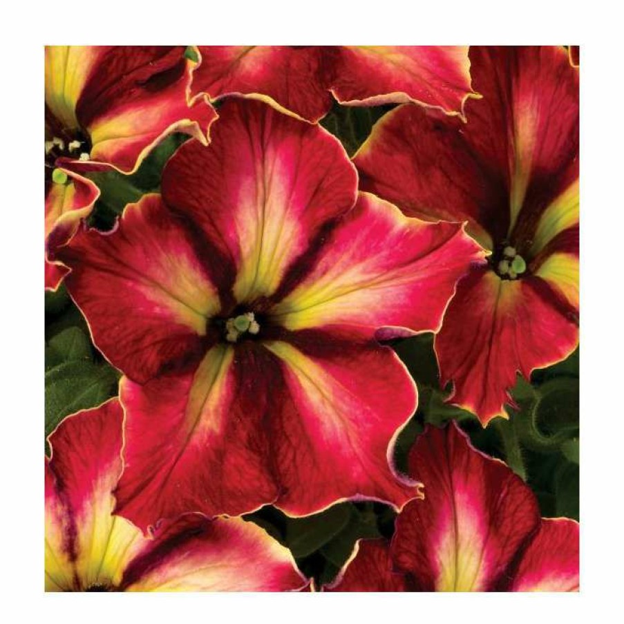 Bedding Plants * | Petunia Crazytunia 'Mandeville' | 9Cm Pot