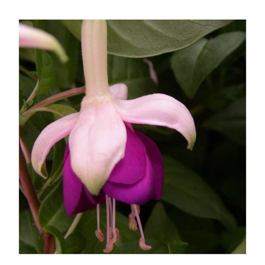 Bedding Plants * | Fuchsia 'Pink Ballet Girl' | 10.5Cm Pot