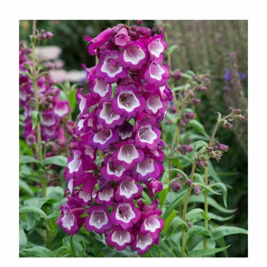 Bedding Plants * | Penstemon Arabesque 'Violet' | Perennial | 5 X Large Plugs