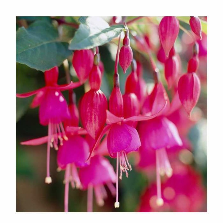 Bedding Plants * | Fuchsia 'Beacon' | 3L Pot