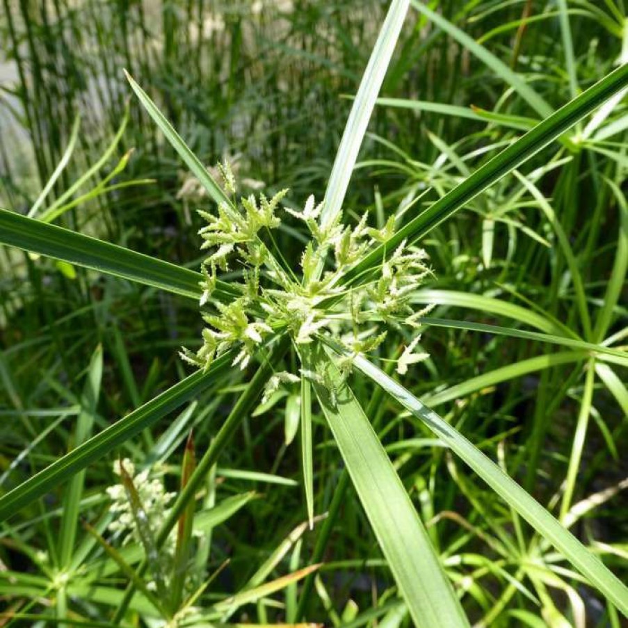 Pond Plants * | 1L Umbrella Plant Cyperus Alternifolius